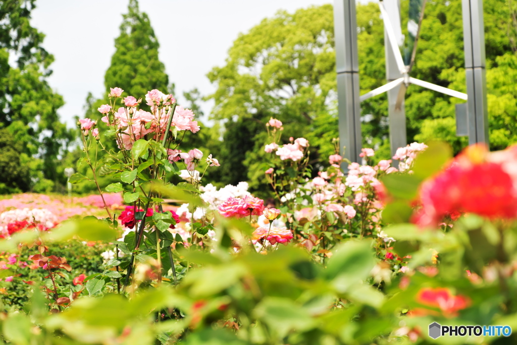 薔薇の香り