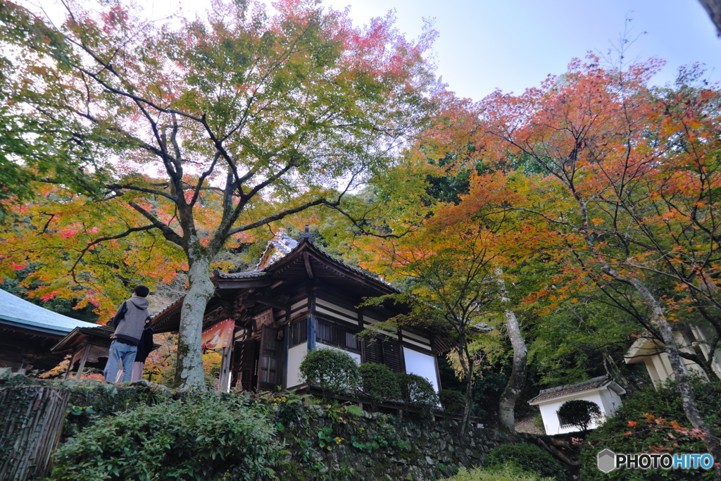 紅葉