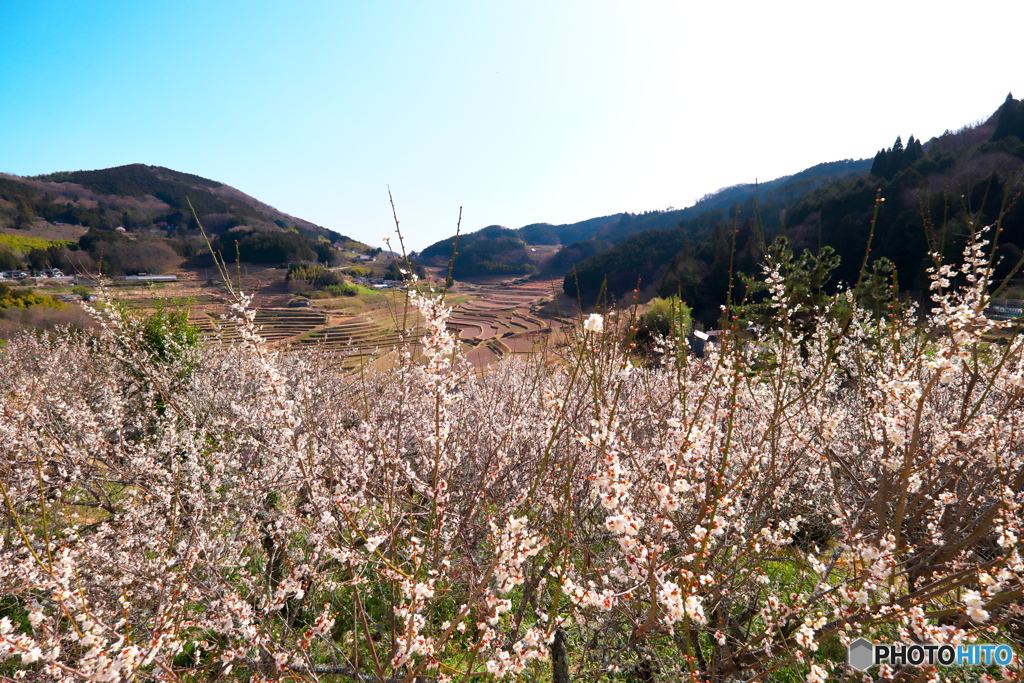 里山の春