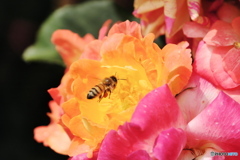 薔薇の香りに誘われて