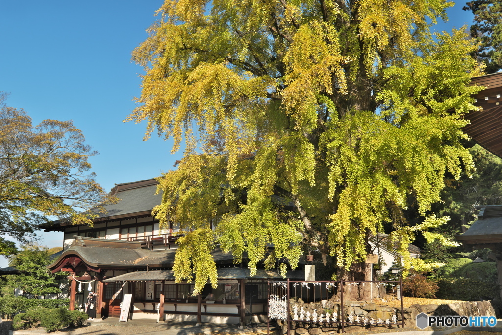 吉備津神社の大銀杏