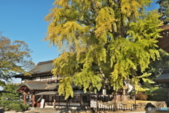 吉備津神社の大銀杏