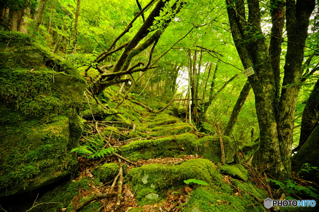 苔の森
