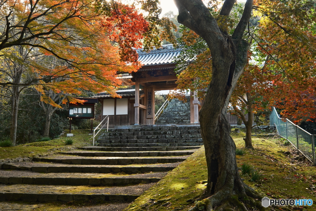 瑞応寺山門の紅葉