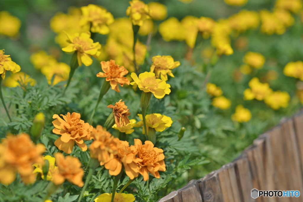庭の花達