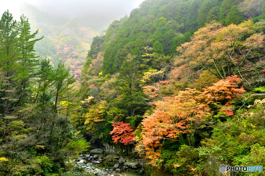 別子ラインの紅葉