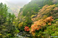 別子ラインの紅葉