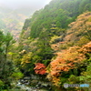 別子ラインの紅葉