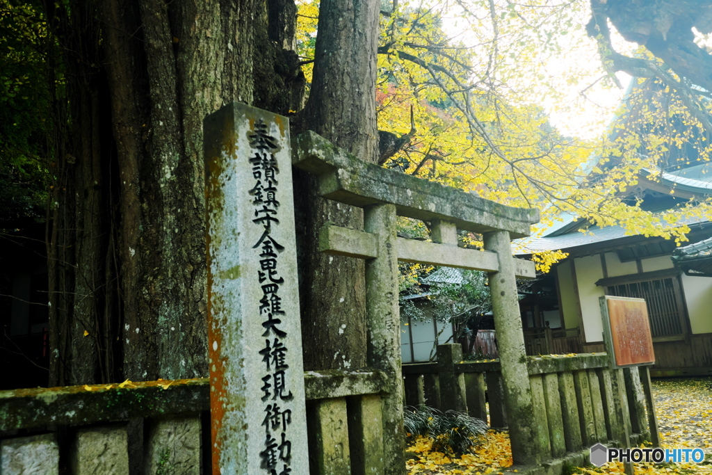 瑞応寺大銀杏