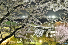 夜桜