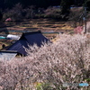 春