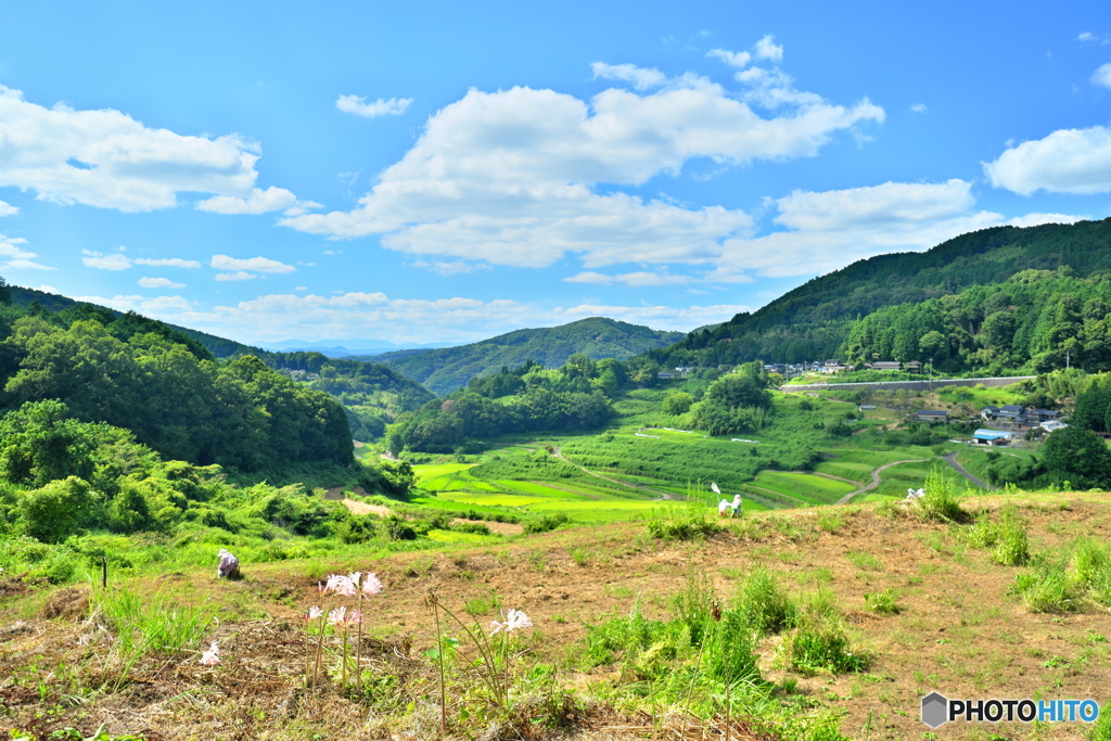 夏の里山