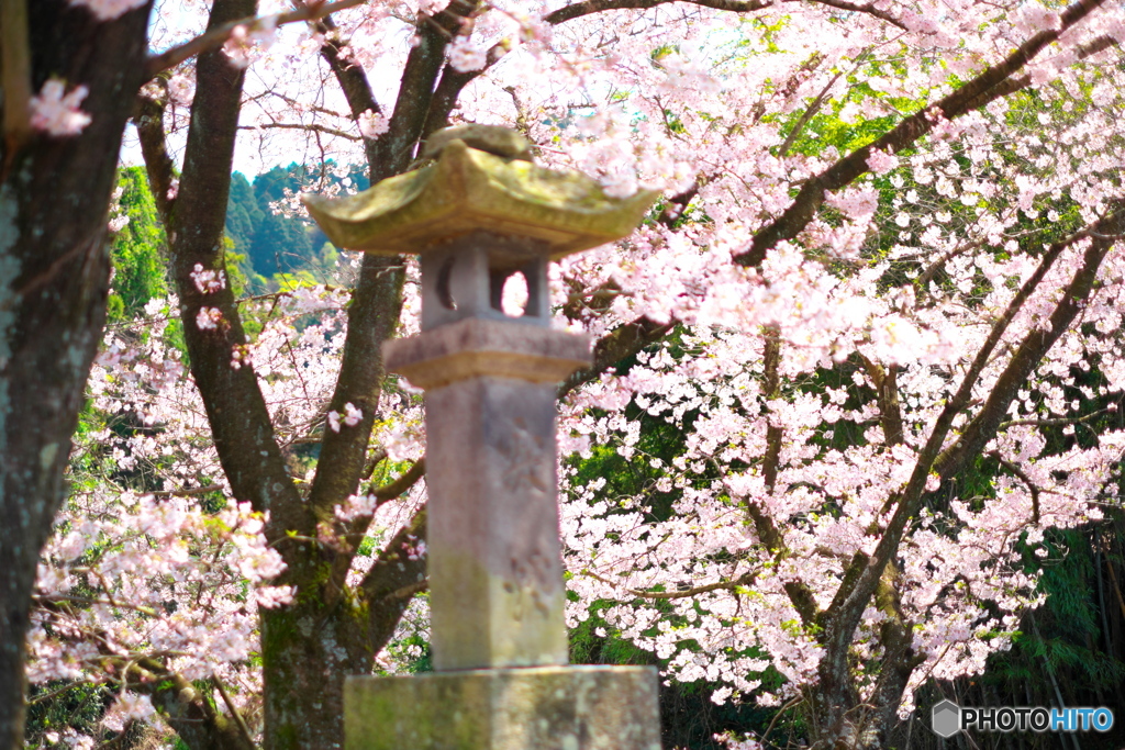 桜は満開なのに
