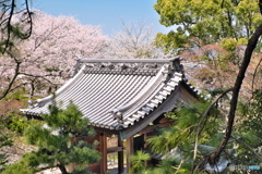 桜の山門
