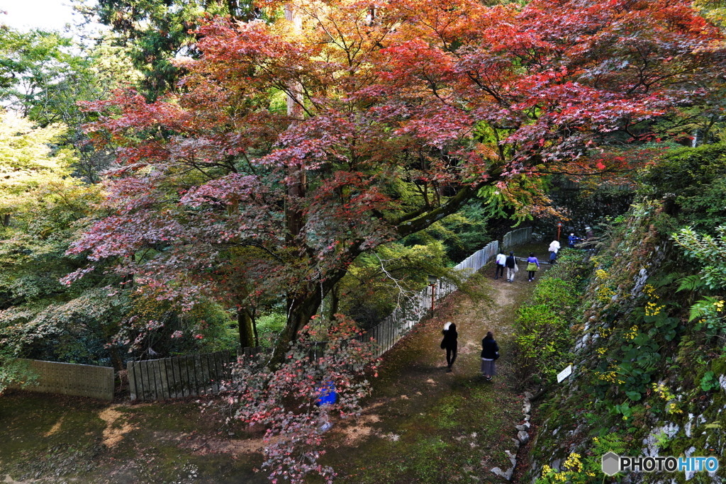 紅葉の参道