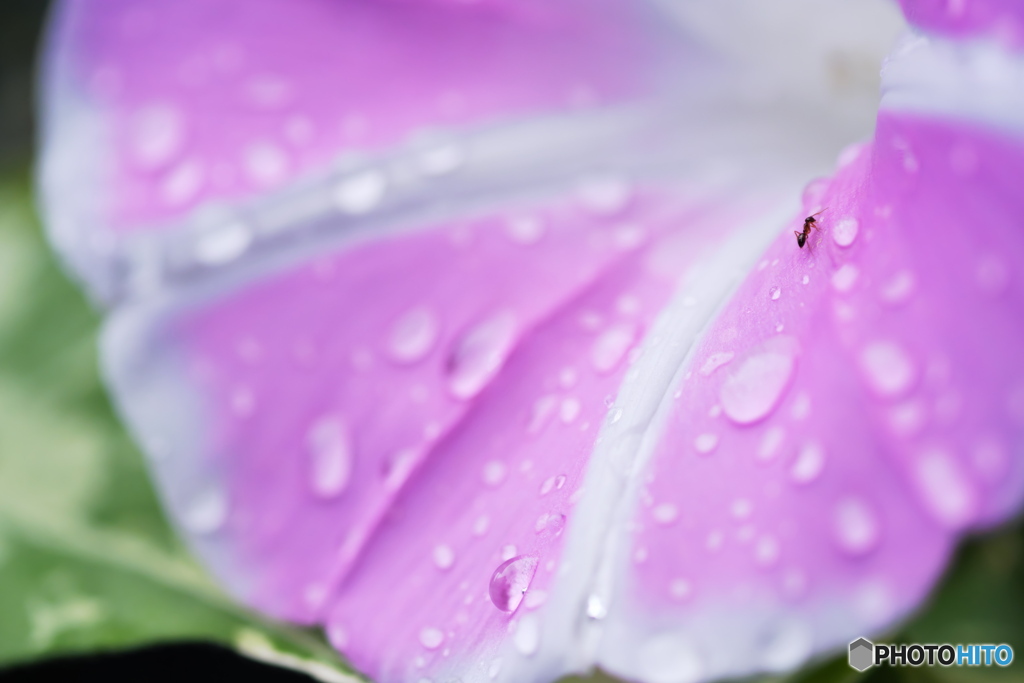 今日も雨