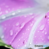 今日も雨