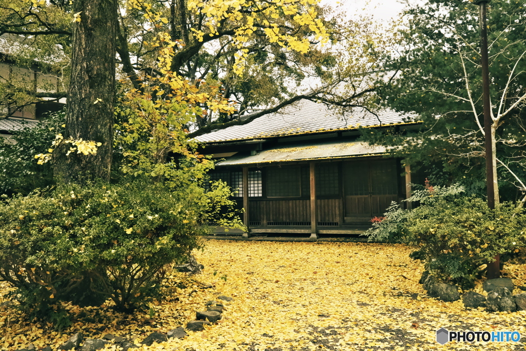 紅葉の絨毯