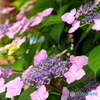 紫陽花