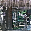 藤の花