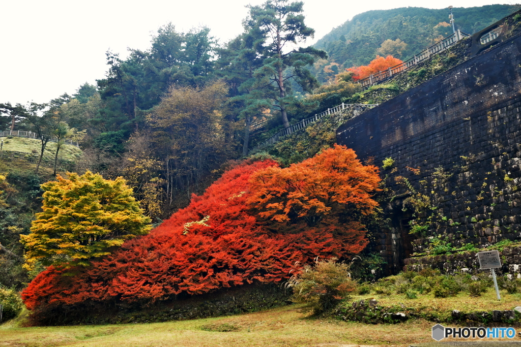 紅葉
