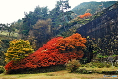 紅葉