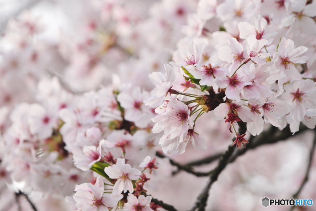 桜色