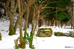 雪化粧