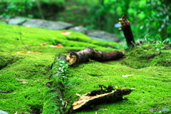 苔むす
