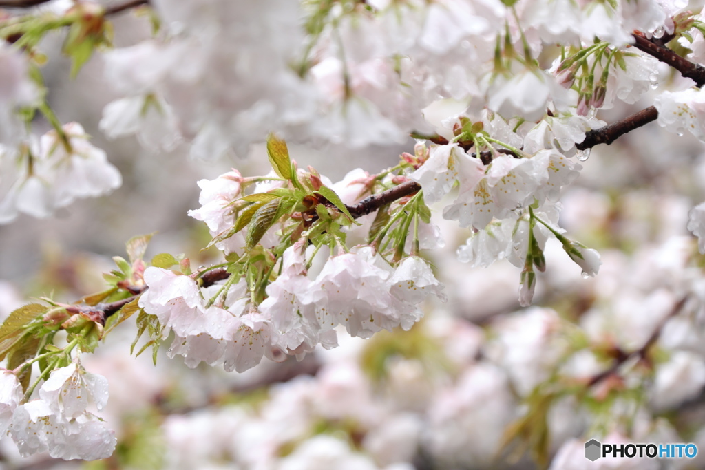 雨と桜