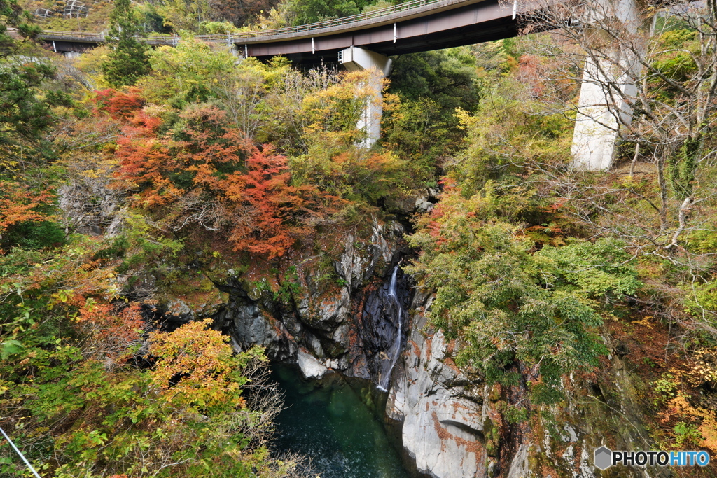 別子ラインの紅葉