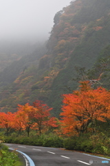 別子ラインの紅葉