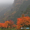 別子ラインの紅葉