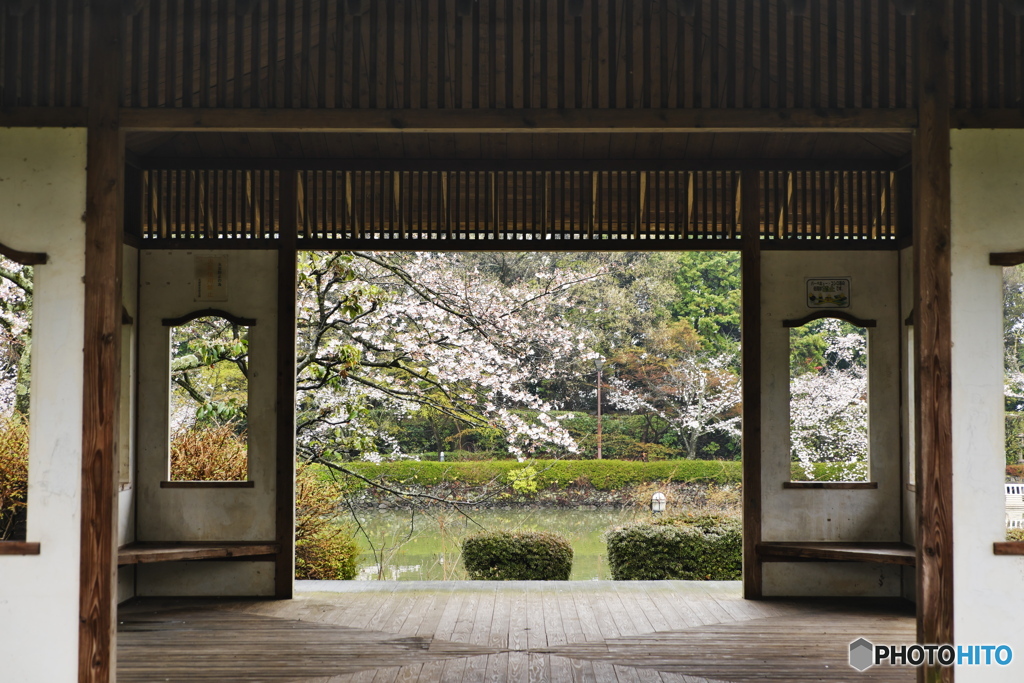 縁側から満開の桜