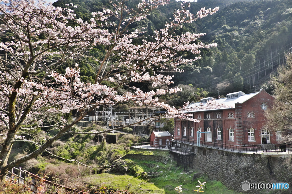 桜　マイントピア別子