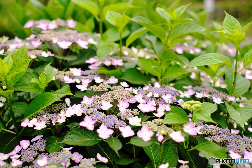 紫陽花