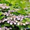 紫陽花