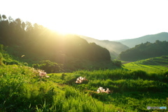 暮れる里山