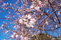冬桜