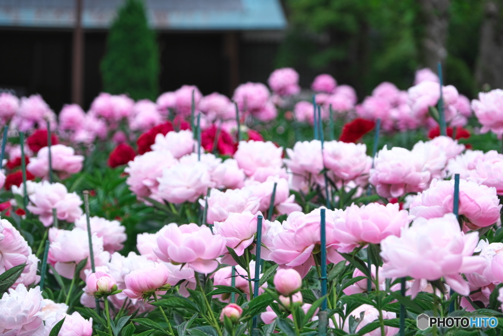 立てば芍薬座れば牡丹