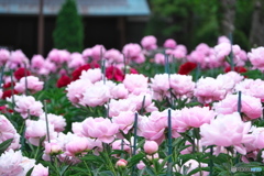 立てば芍薬座れば牡丹