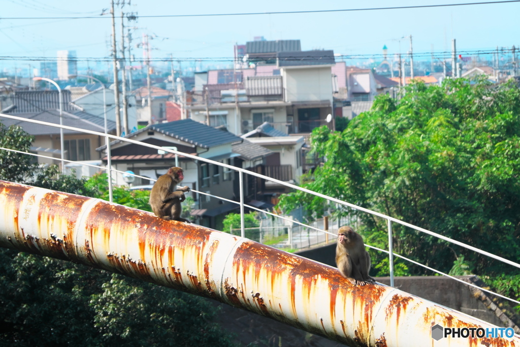 高みの見物