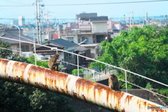 高みの見物