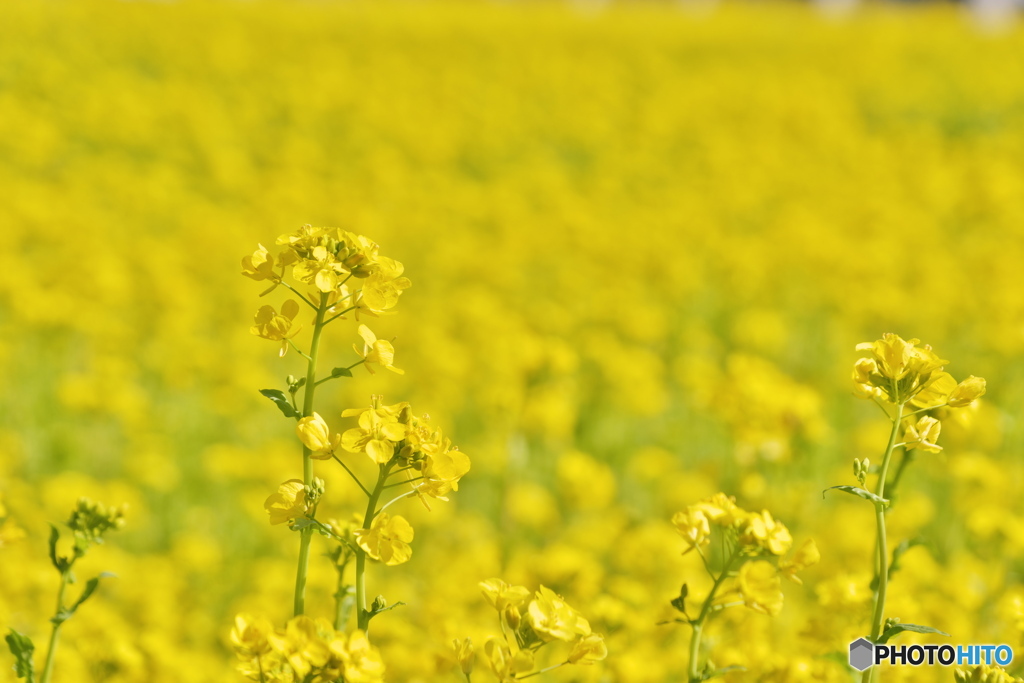 満開の菜の花