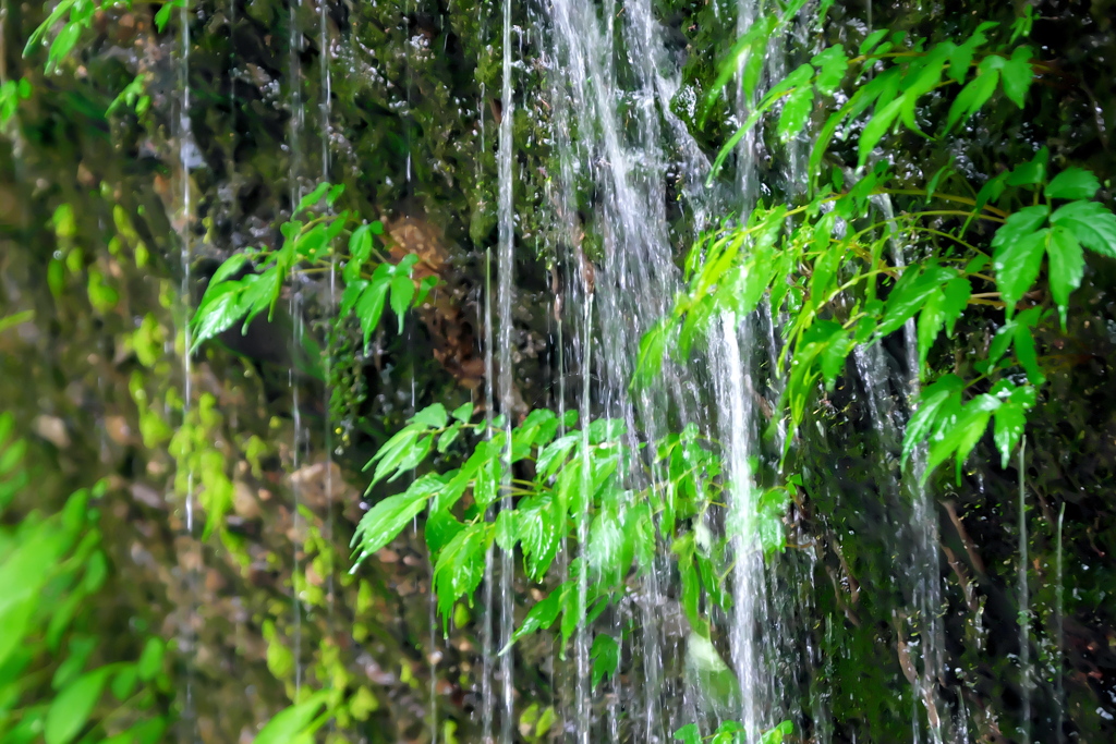 水浴び