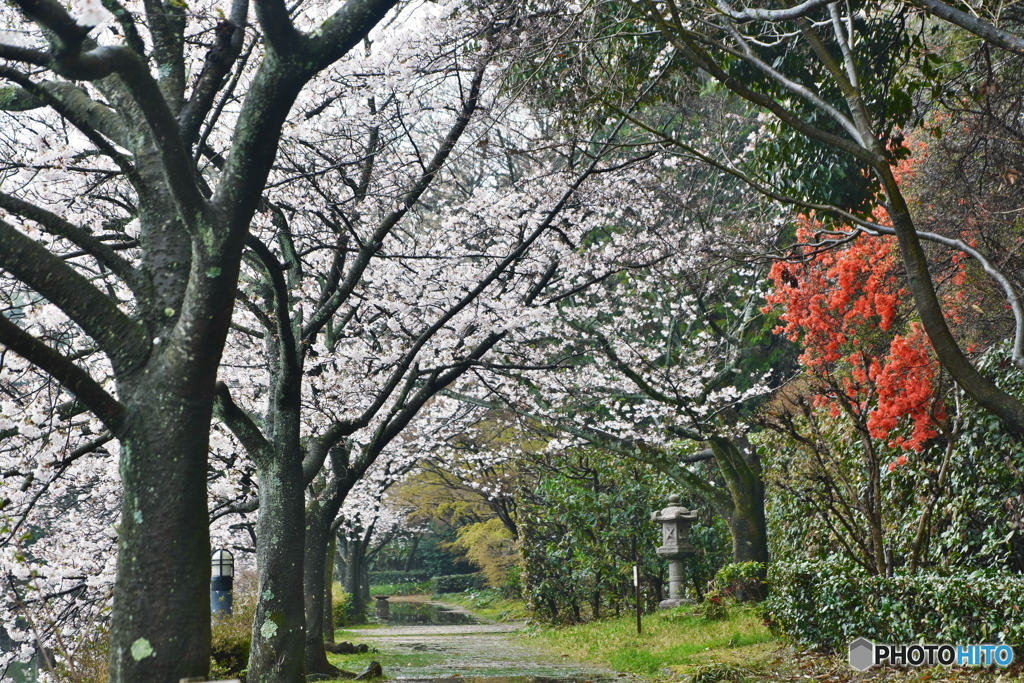 桜の散歩道