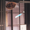 夏はどこへ