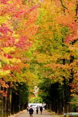 紅葉の並木道