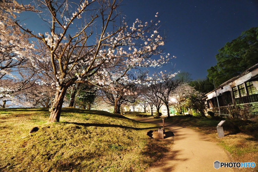 夜桜