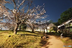 夜桜